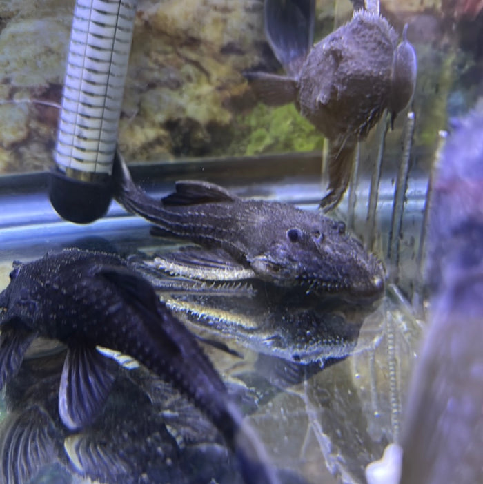 L155 Adonis Pleco (Acanthicus hystrix)