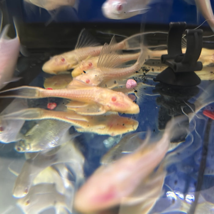 L155 Albino Adonis Pleco (Acanthicus hystrix)