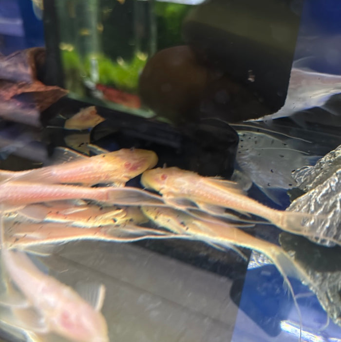 L155 Albino Adonis Pleco (Acanthicus hystrix)