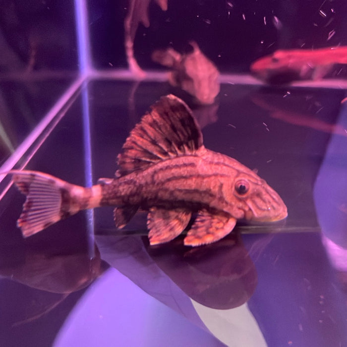 L191 green royal pleco with orange eyes and humpbacked body