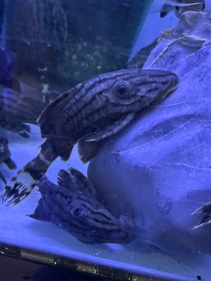 L191 Green Royal Pleco(Panaque cf. nigrolineatus)