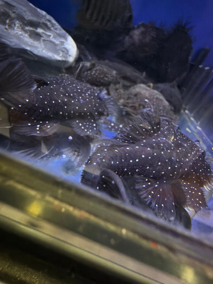 L255 Spotted Medusa Pleco ( Ancistrus sp. )