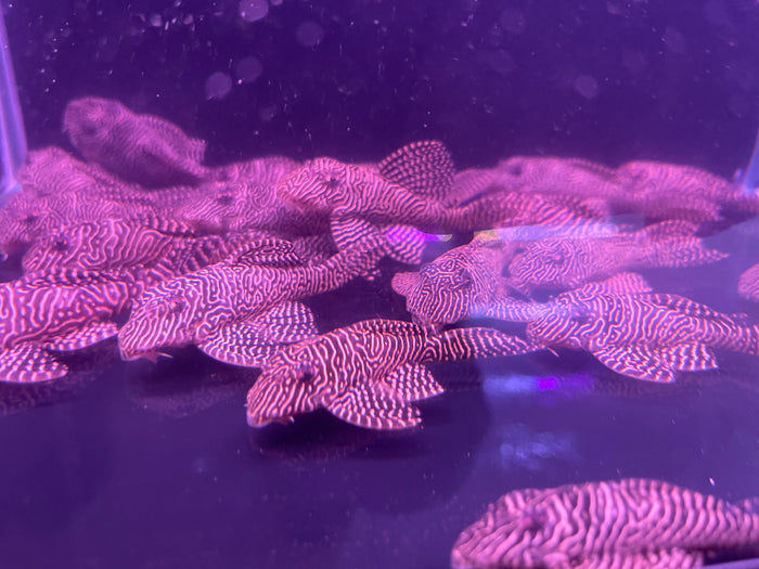 L260 Queen Arabesque (Hypancistrus sp)