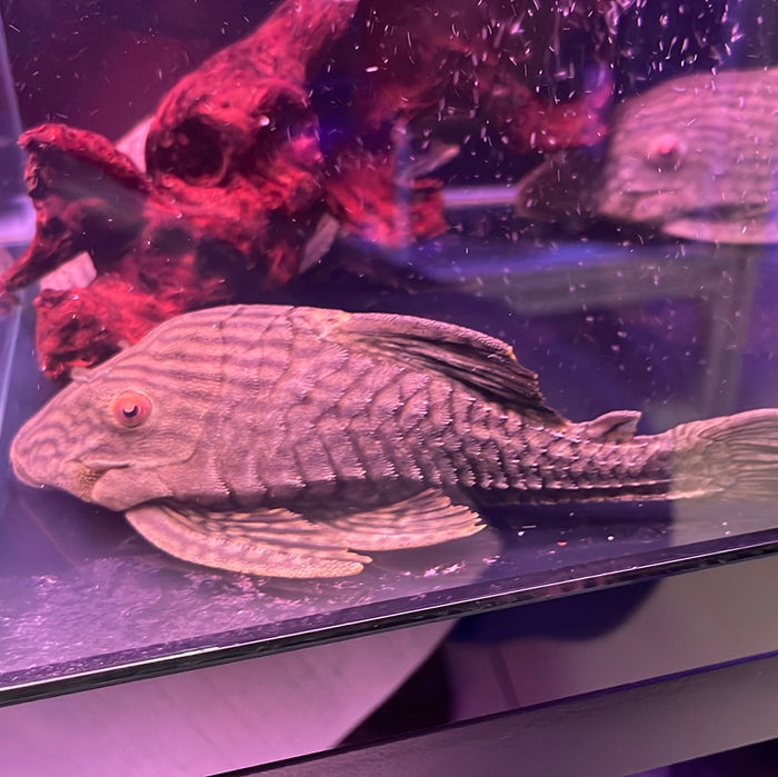 L330 Watermelon Pleco (Panaque nigrolineatus laurafabianae)