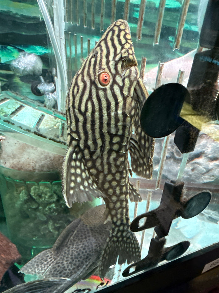 L330 Watermelon Pleco (Panaque nigrolineatus laurafabianae)