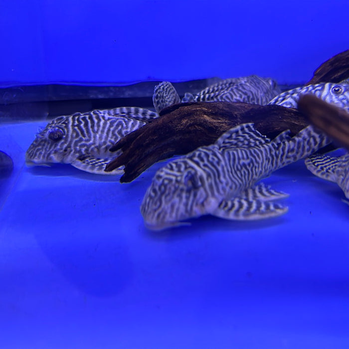 L333 Yellow King Tiger Pleco (Hypancistrus sp.)