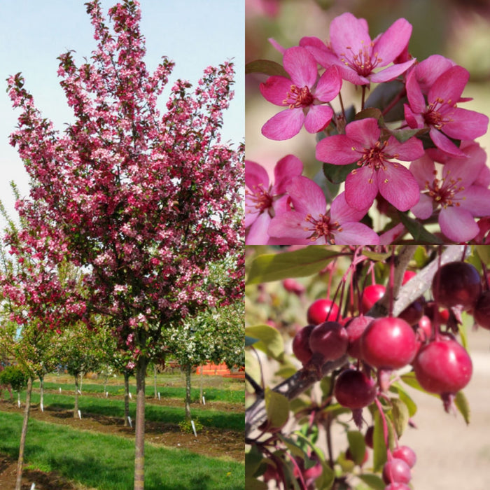 Malus Ruby Dayze #15