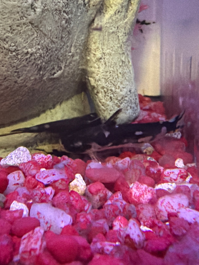Orca Wood Catfish (Centromochlus orca)
