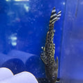 Pardalis Synodontis Catfish (Synodontis Pardalis)