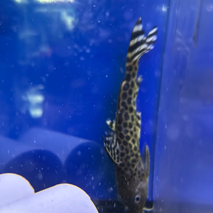 Pardalis Synodontis Catfish (Synodontis Pardalis)