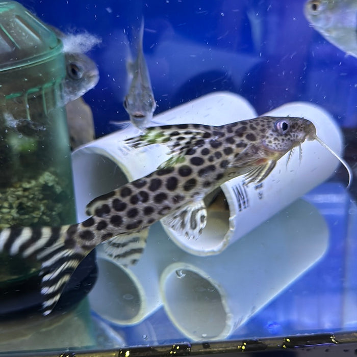 Pardalis Synodontis Catfish (Synodontis Pardalis)