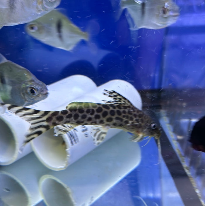 Pardalis Synodontis Catfish (Synodontis Pardalis)
