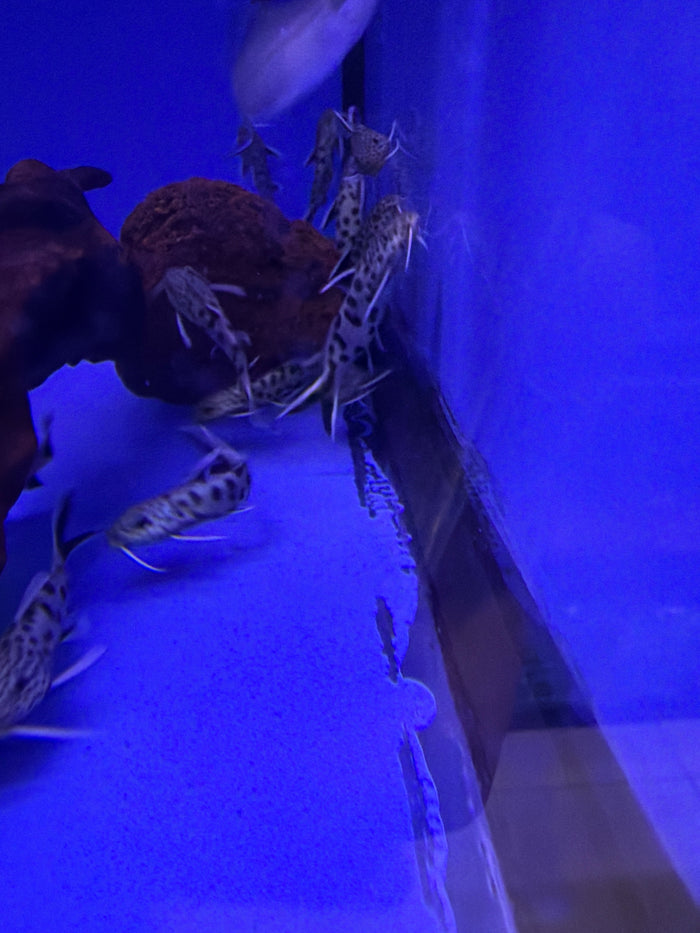 Perticola Synodontis Catfish (Synodontis Perticola)