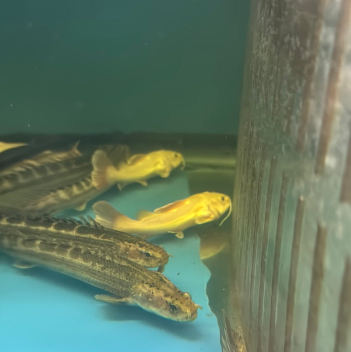 Phantom Redtail Catfish (Phractocephalus Hemioliopterus)