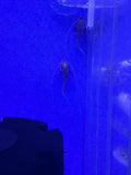 Piraiba Catfish  ( Brachyplatystoma Filamentosum )