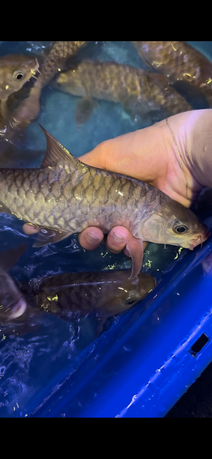 Red Mahseer (tor douronensis)