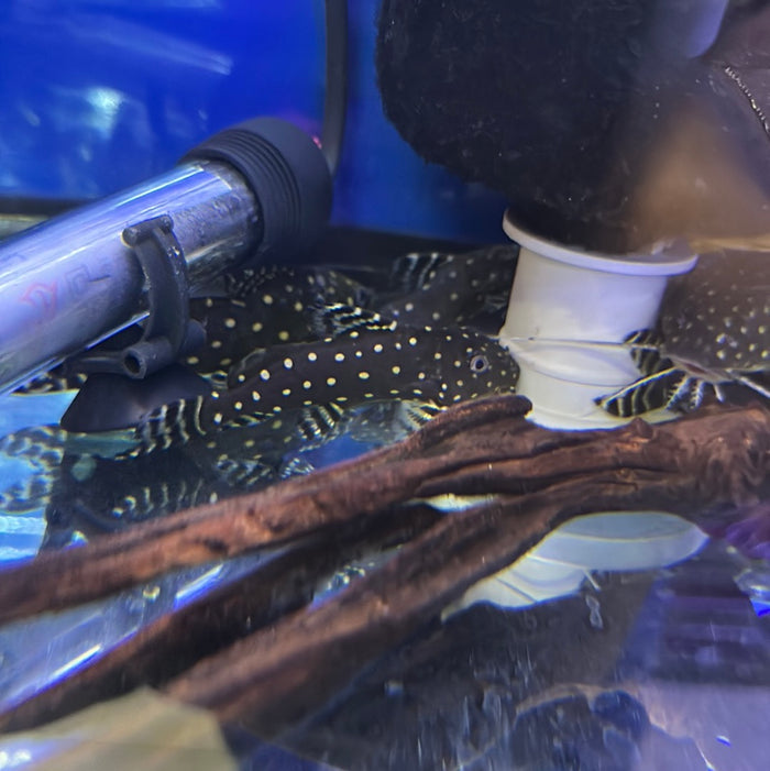 Synodontis Angelicus Catfish (Synodontis angelicus)