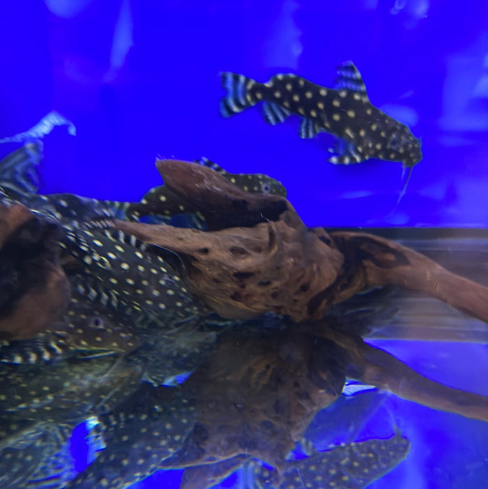 Synodontis Angelicus Catfish (Synodontis angelicus)