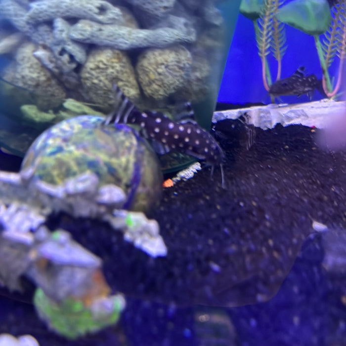 Synodontis Angelicus Catfish (Synodontis angelicus)