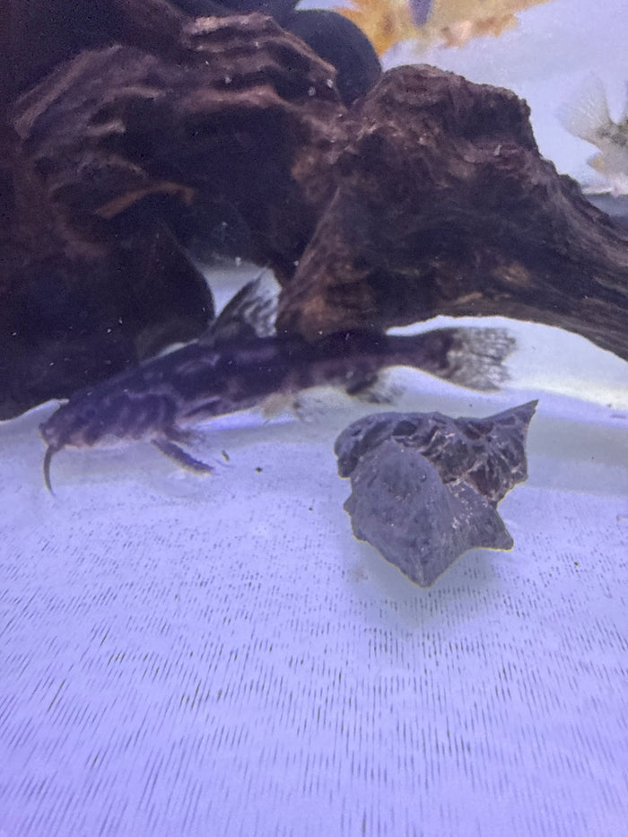 Thorny catfish ( Wertheimeria Maculata )