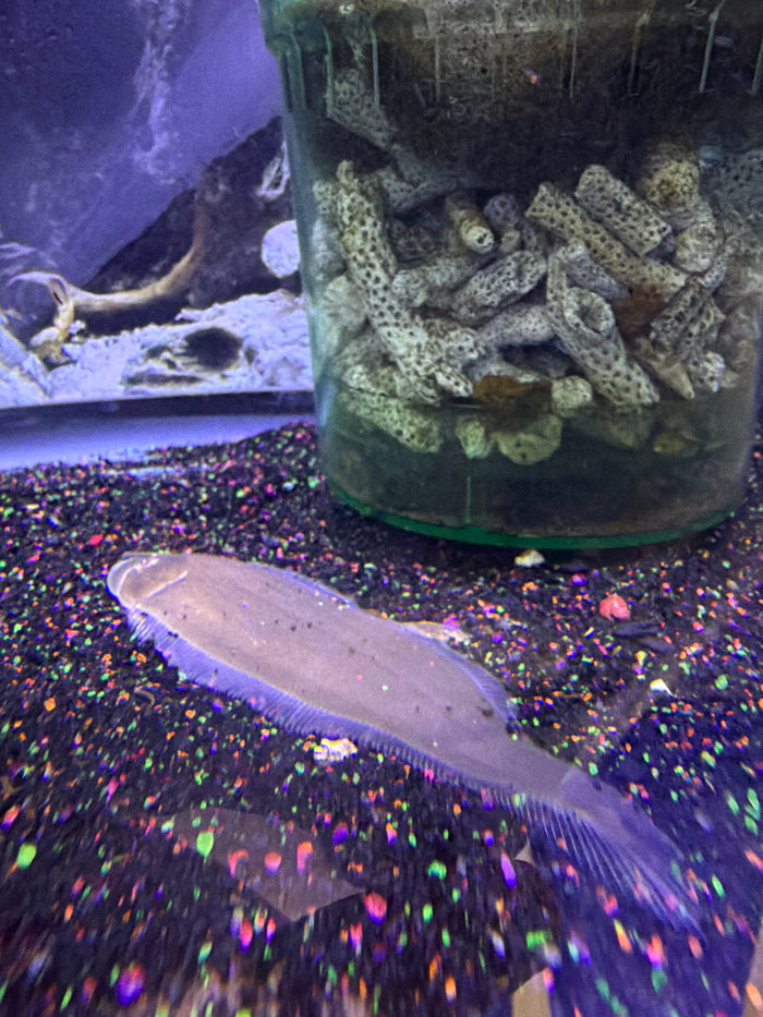 Tongue Sole ( Cynoglossus microlepis )