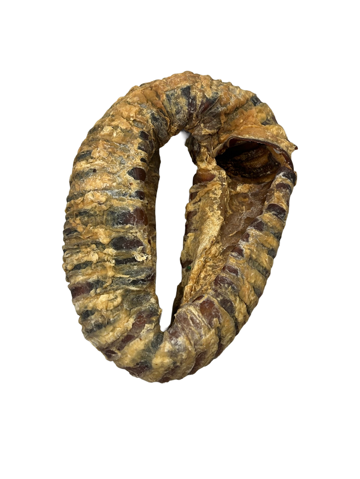 Trachea Ring
