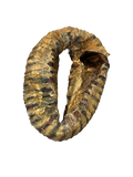 Trachea Ring