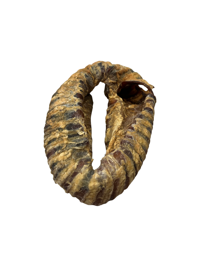 Trachea Ring