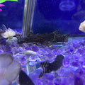 Wood Catfish (Tatia intermedia)