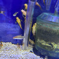Yellow Nigrita Synodontis Catfish (Synodontis nigrita)